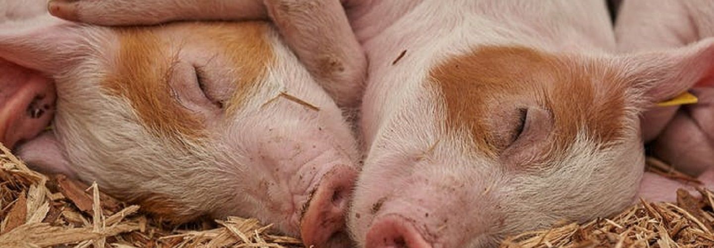 Two pigs facing each other in hay
