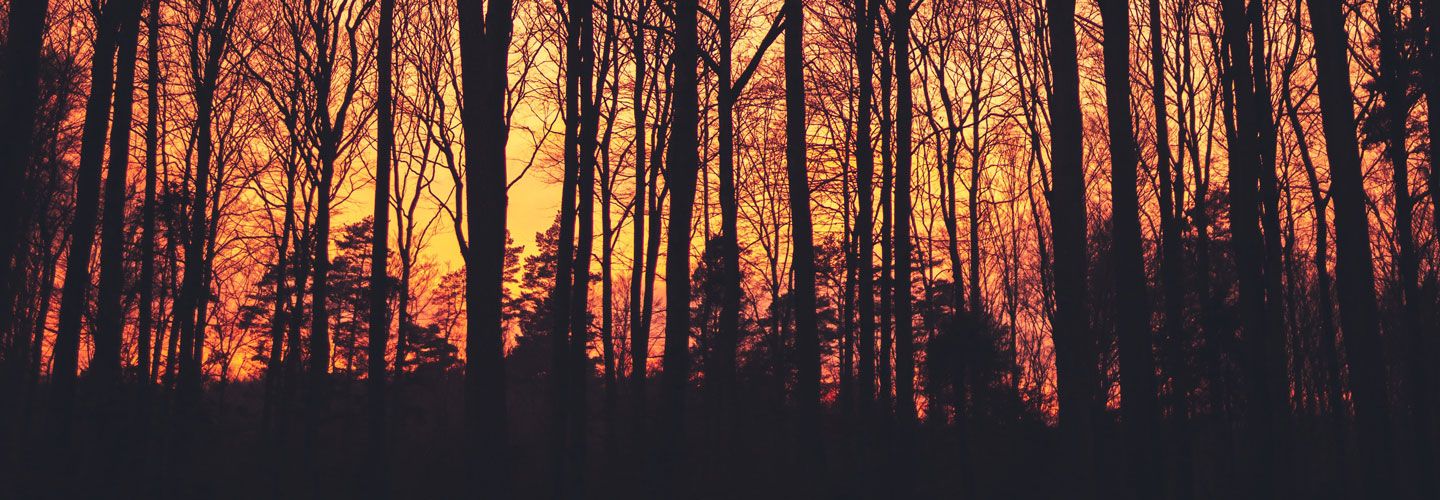 Forest fires