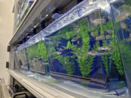 Zebrafish Unit receives university's first gold award for sustainability