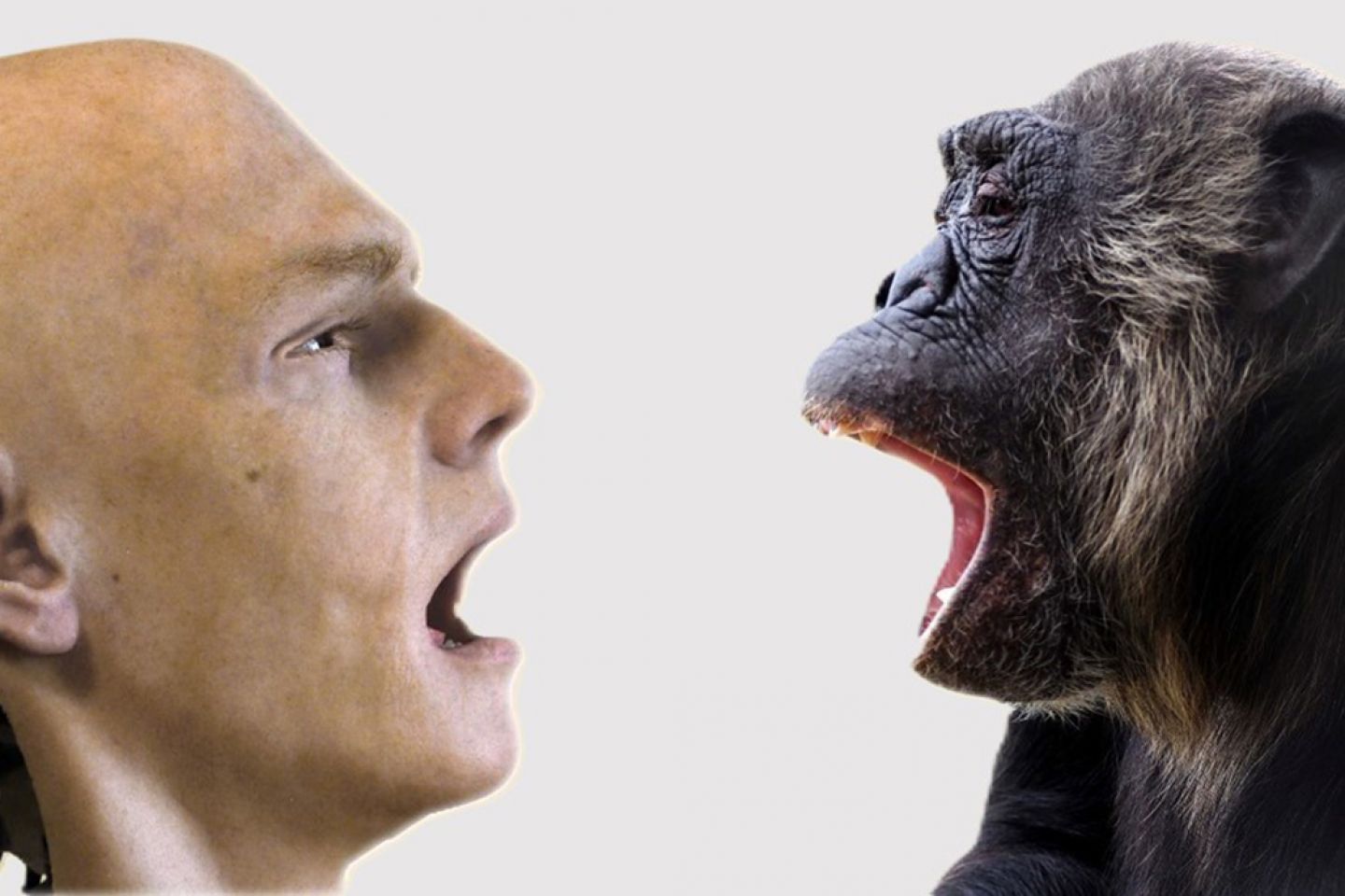 The image shows Bea, a chimpanzee rescued by Fundacio Mona catching a yawn from a humanoid robot.