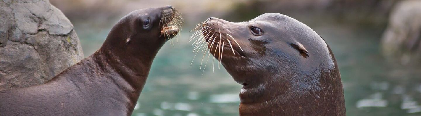 Sealion Bruecker banner