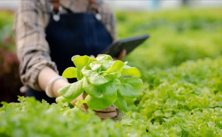 Woman in a hydroponic vegetable farm.