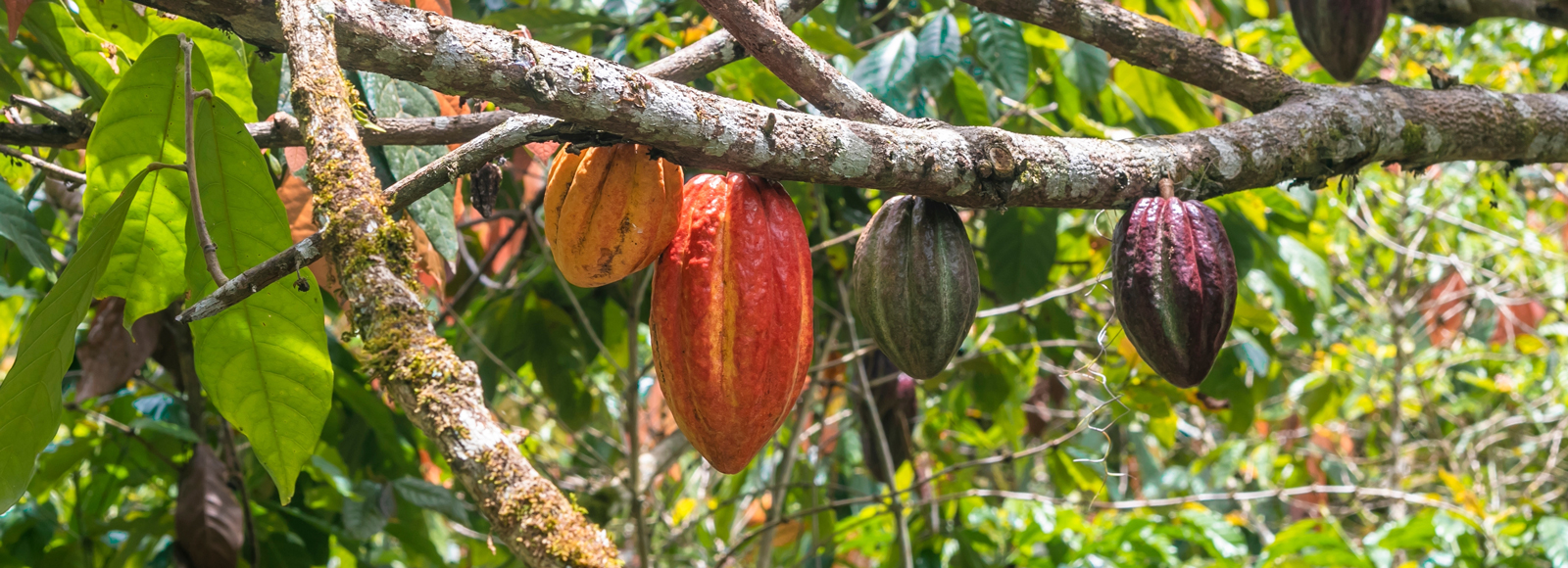 A cocoa tree 