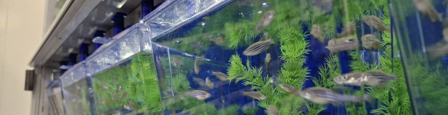 Photo of zebrafish