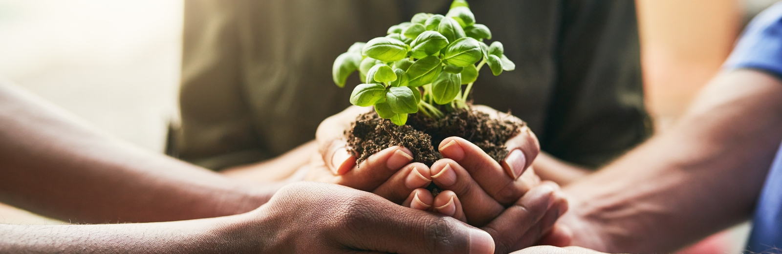 Hands cup plants and earth