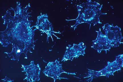 “Kick it while it’s down” approach to cancer treatment could improve cure rates, suggests new study