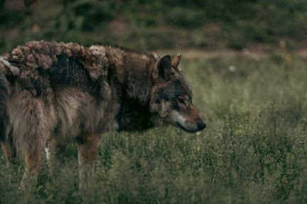 Cybercriminals are not the lone wolves of twenty years ago, says Professor Raj Rajarajan