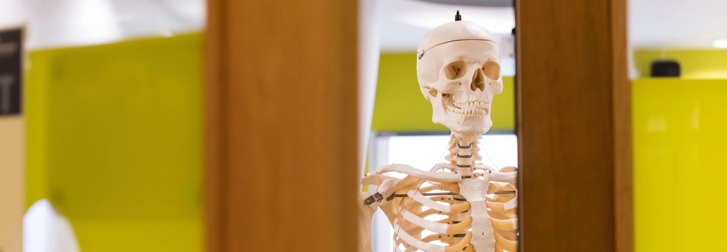 Photo of a skeleton