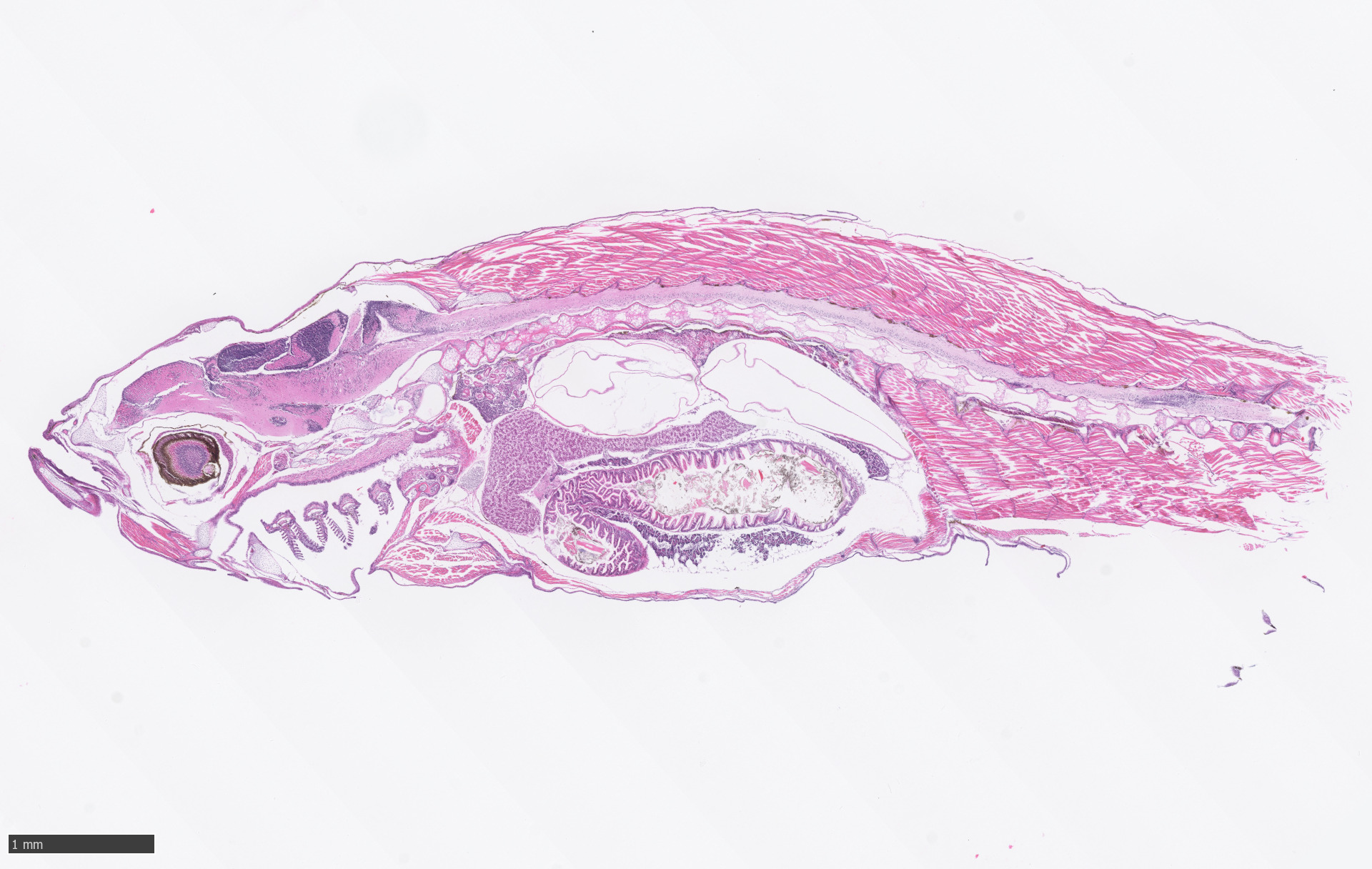 We provide a variety of staining options to meet your research needs, including H&E staining, Lillie&rsquo;s Trichrome stain, and Picosirius Red staining.