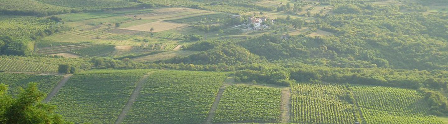 Istria vineyard banner