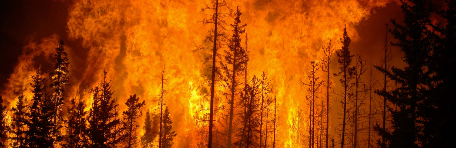 Forest fire