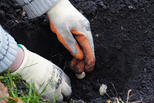 Gardening gloves in the mud