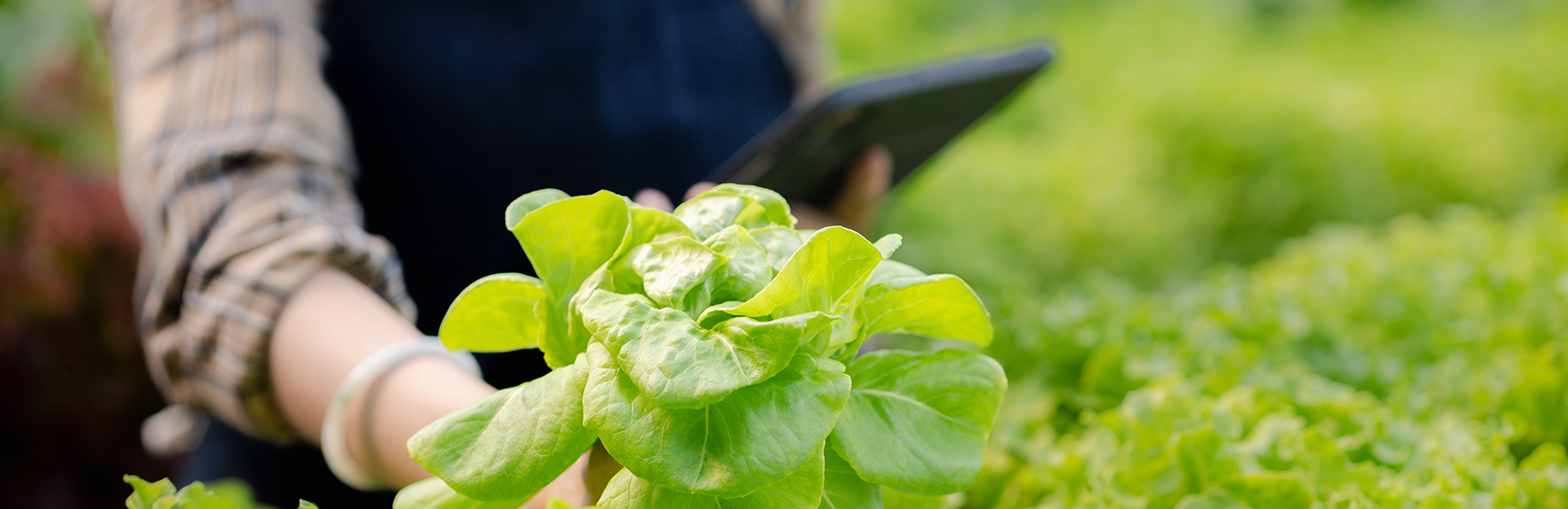 A farmer picking vegetables