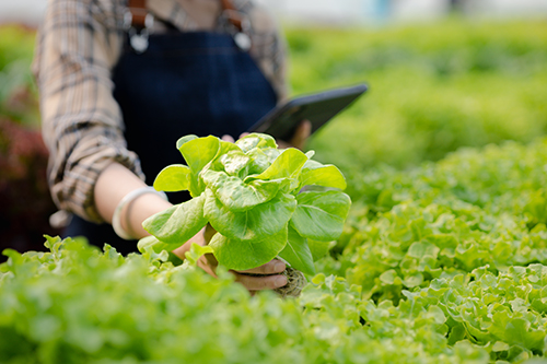 Farmer picking vegetables